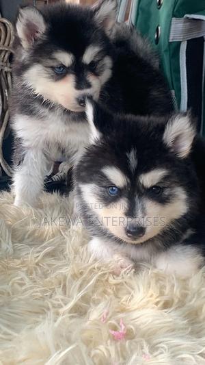 1-3 months Male Purebred Siberian Husky - main view