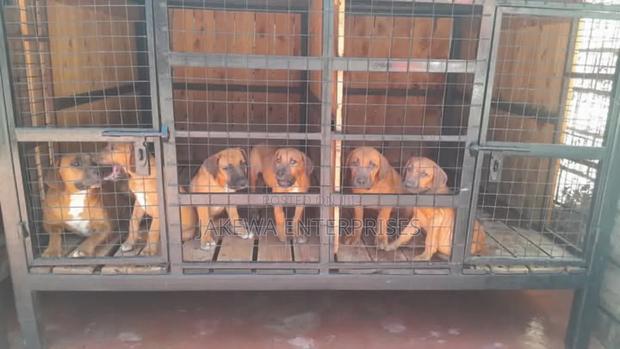 1-3 months Female Purebred Boerboel