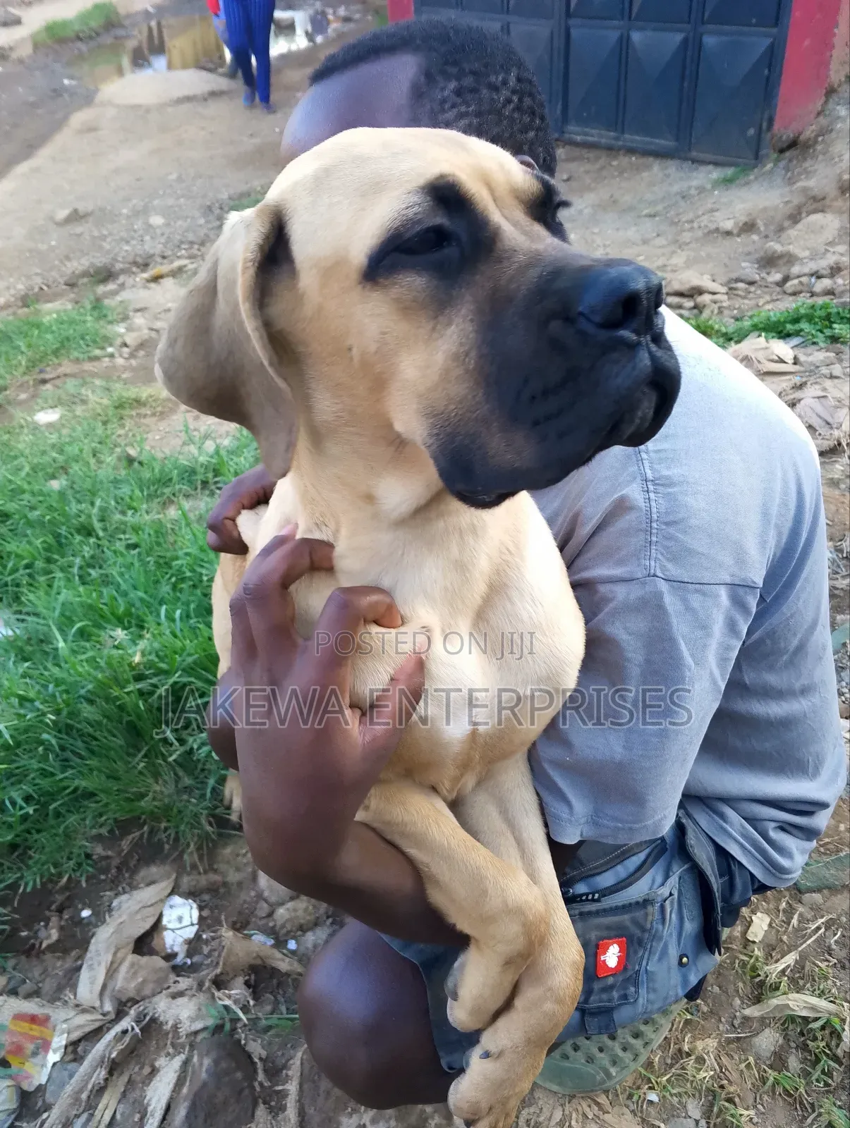 3-6 months Female Purebred Boerboel
