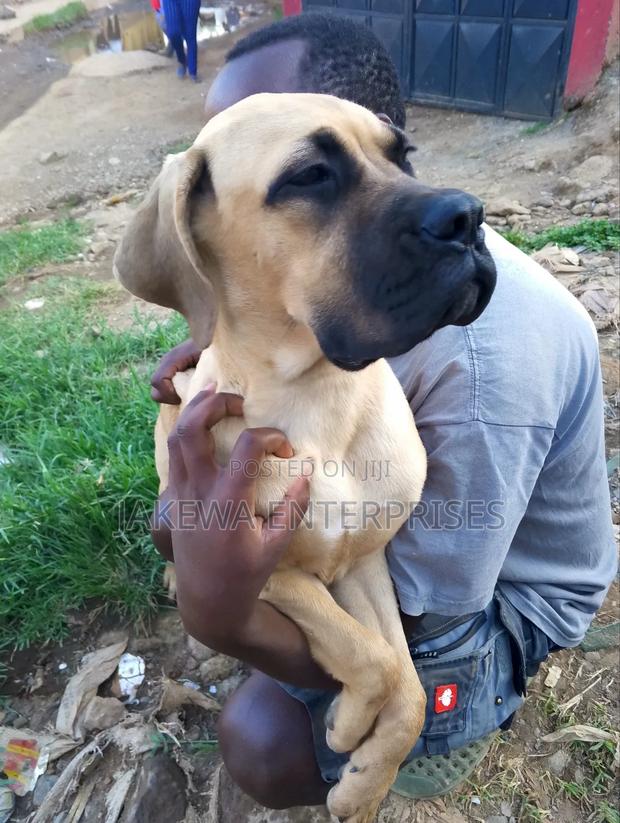 3-6 months Female Purebred Boerboel - thumbnail 3