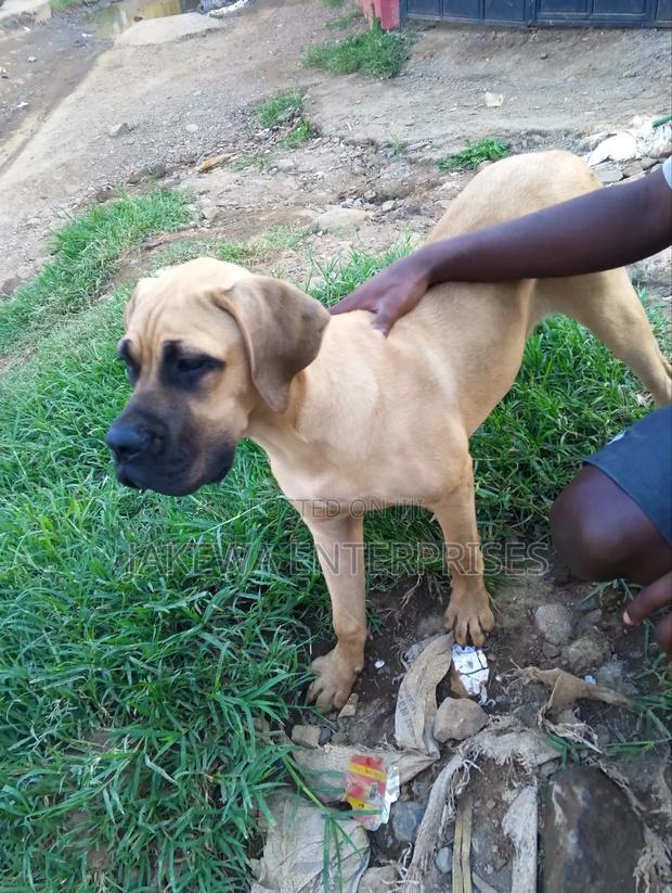 3-6 months Female Purebred Boerboel - main view