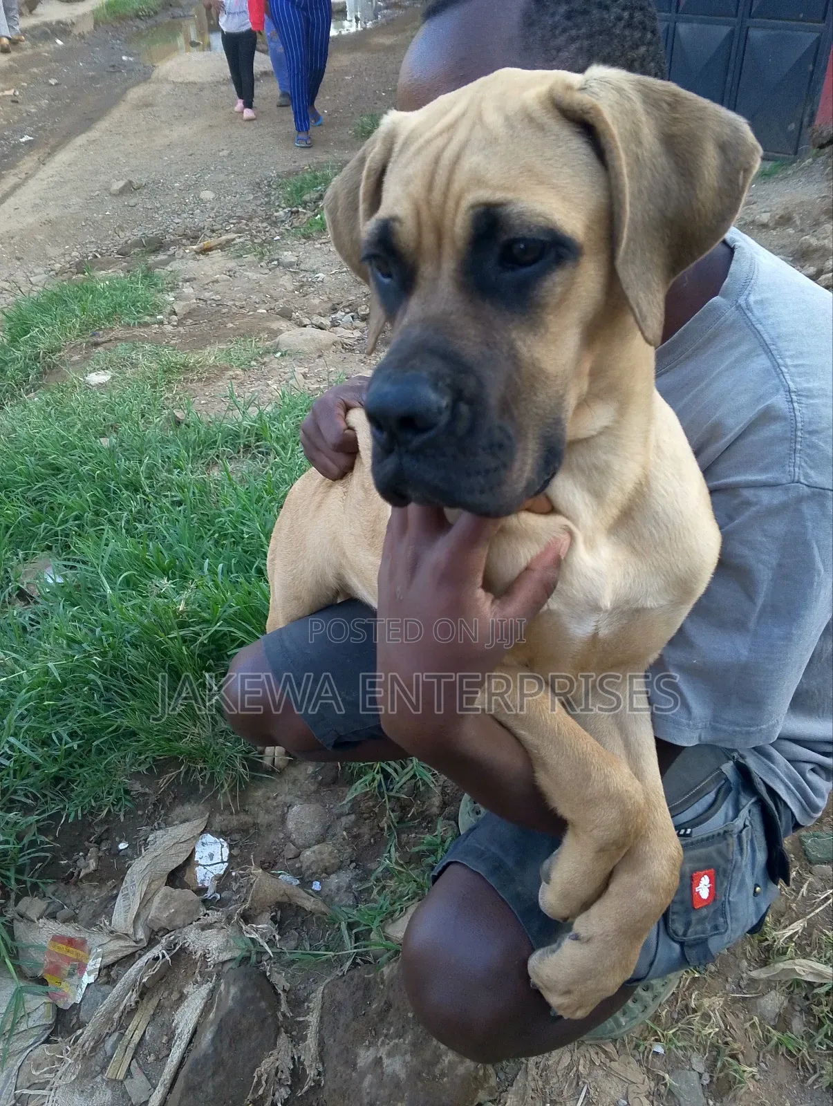 3-6 months Female Purebred Boerboel