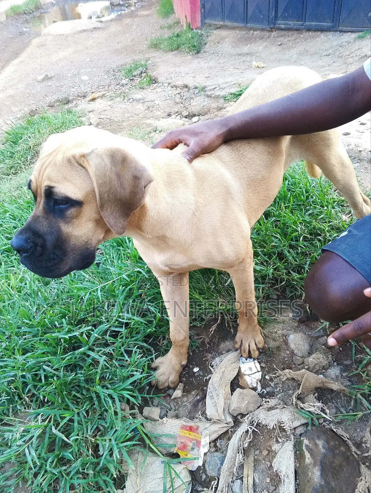 3-6 months Female Purebred Boerboel