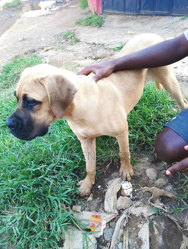 3-6 months Female Purebred Boerboel - thumbnail 4