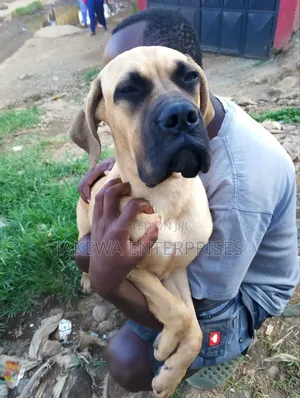 3-6 months Female Purebred Boerboel