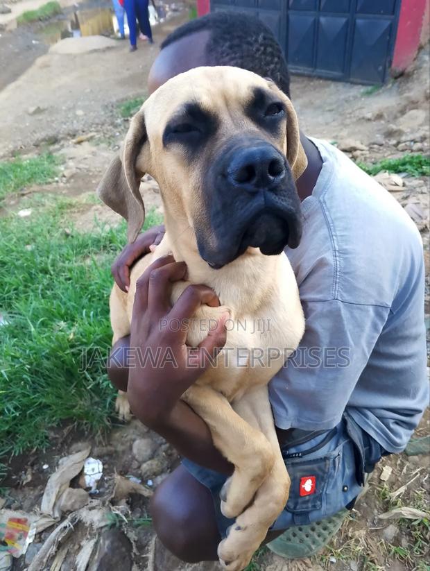 3-6 months Female Purebred Boerboel - thumbnail 5