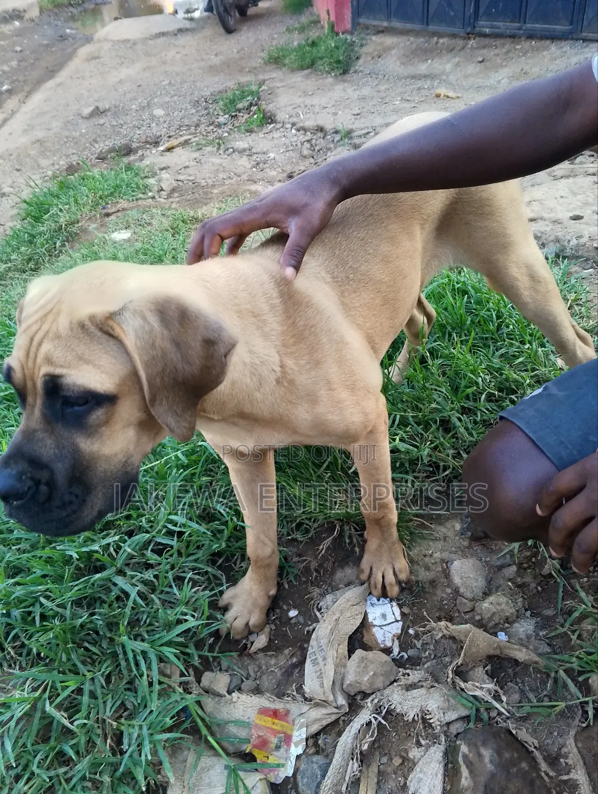 3-6 months Female Purebred Boerboel