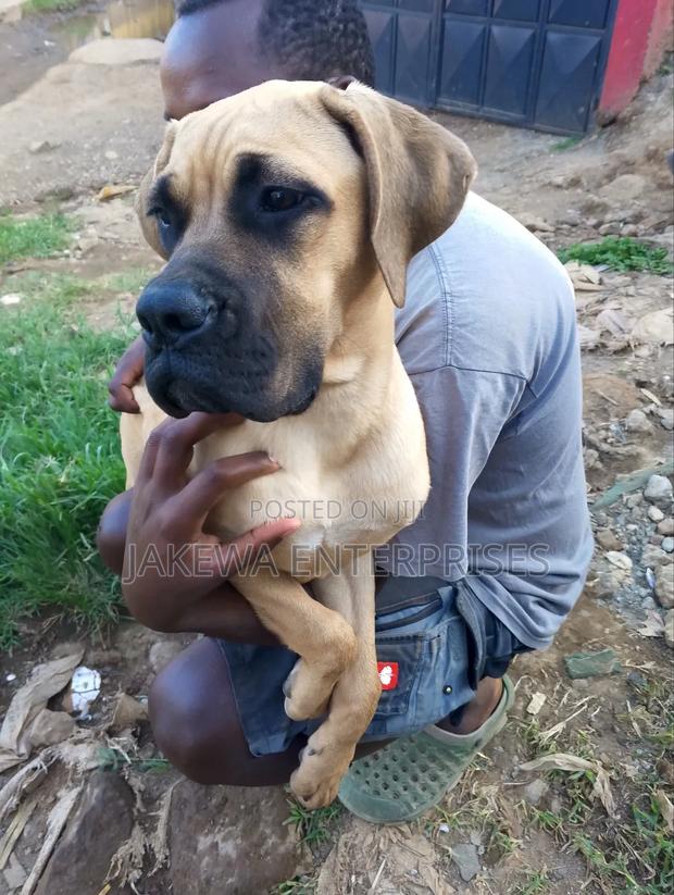 3-6 months Female Purebred Boerboel - thumbnail 7