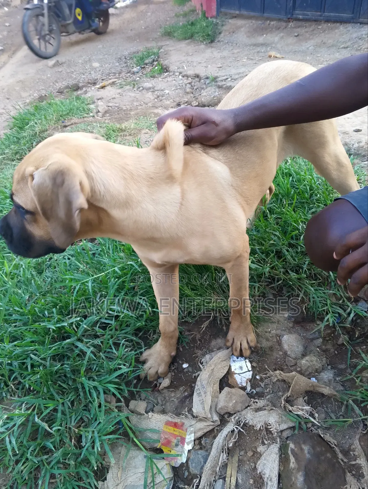 3-6 months Female Purebred Boerboel