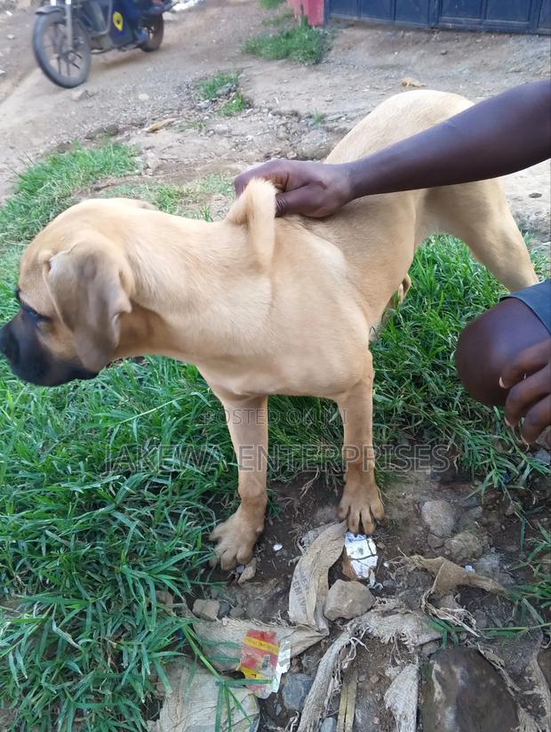 3-6 months Female Purebred Boerboel - thumbnail 8