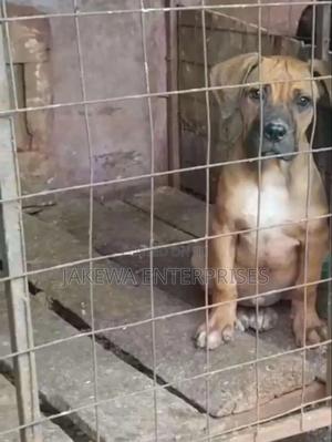 1-3 months Male Purebred Boerboel - thumbnail 2