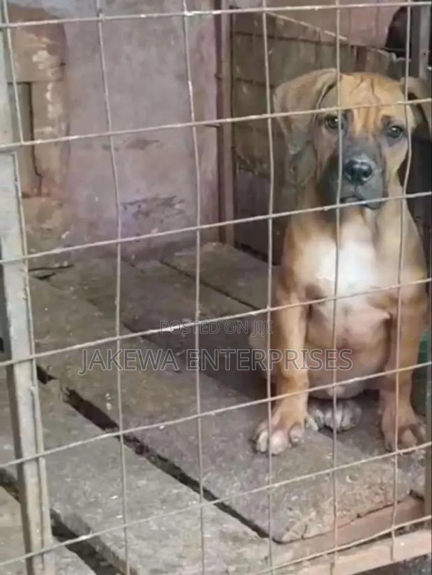 1-3 months Male Purebred Boerboel - main view