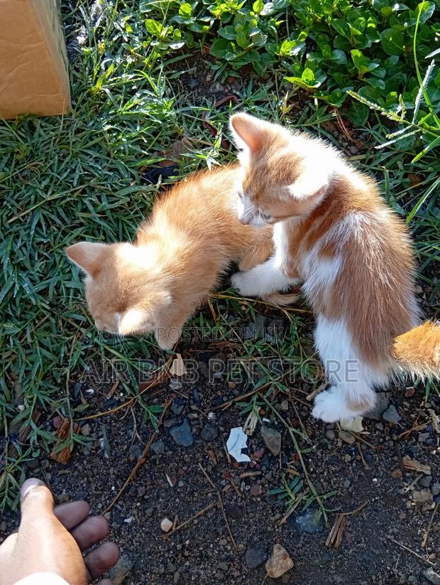 1-3 months Male Purebred American Bobtail