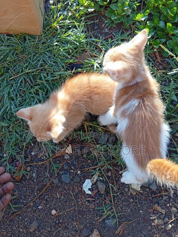 1-3 months Male Purebred American Bobtail - thumbnail 2