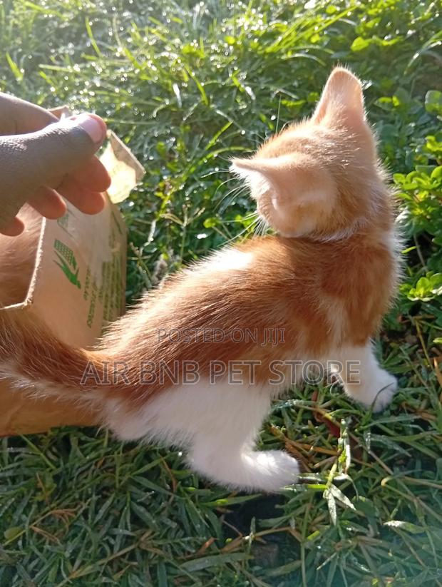 1-3 months Male Purebred American Bobtail - thumbnail 3