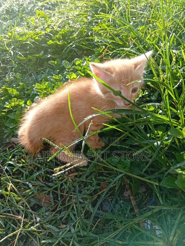 1-3 months Male Purebred American Bobtail - thumbnail 4