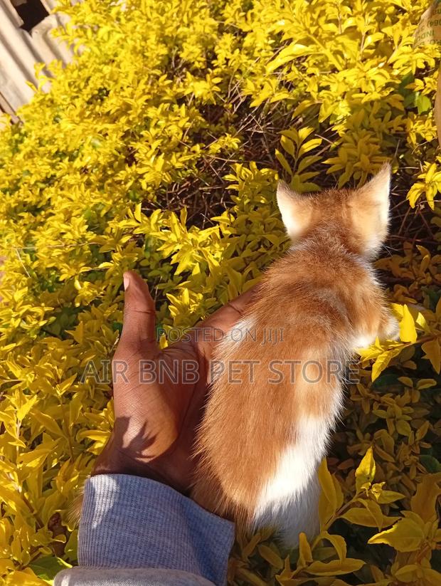 1-3 months Male Purebred American Bobtail - thumbnail 5