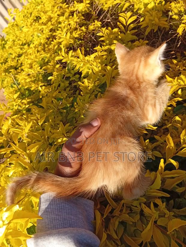 1-3 months Male Purebred American Bobtail - thumbnail 6