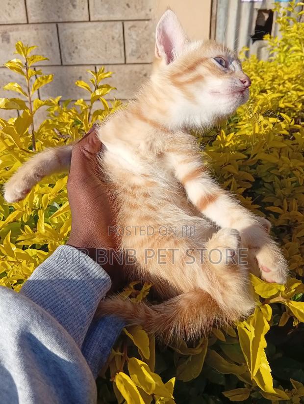 1-3 months Male Purebred American Bobtail - thumbnail 7