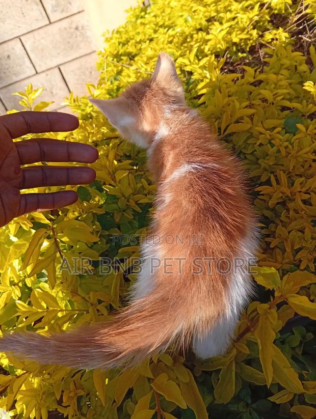 1-3 months Male Purebred American Bobtail - thumbnail 9