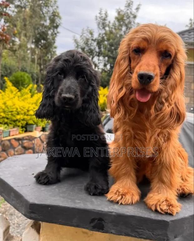 1-3 months Female Purebred Cocker Spaniel - main view