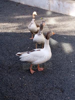 Goose Birds - thumbnail 2