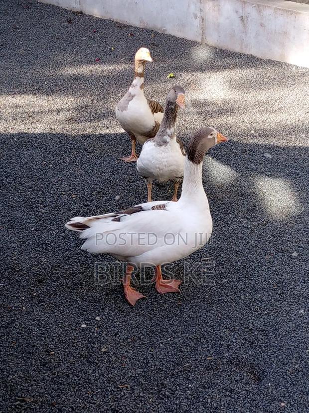 Goose Birds - main view