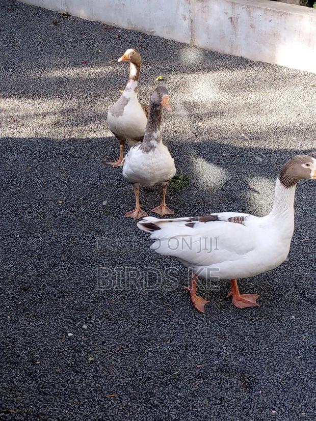 Goose Birds - thumbnail 3