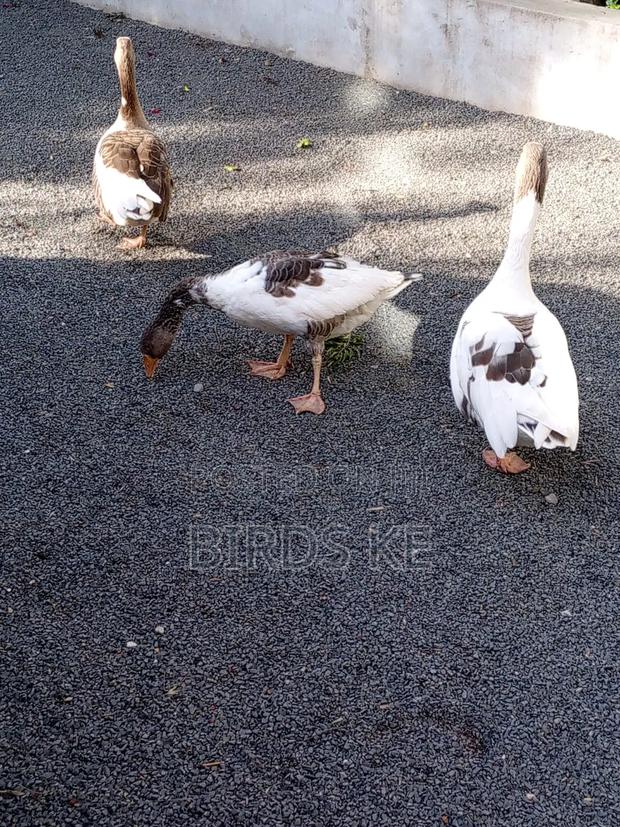 Goose Birds - thumbnail 4