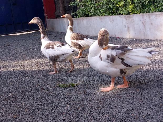 Goose Birds - thumbnail 5