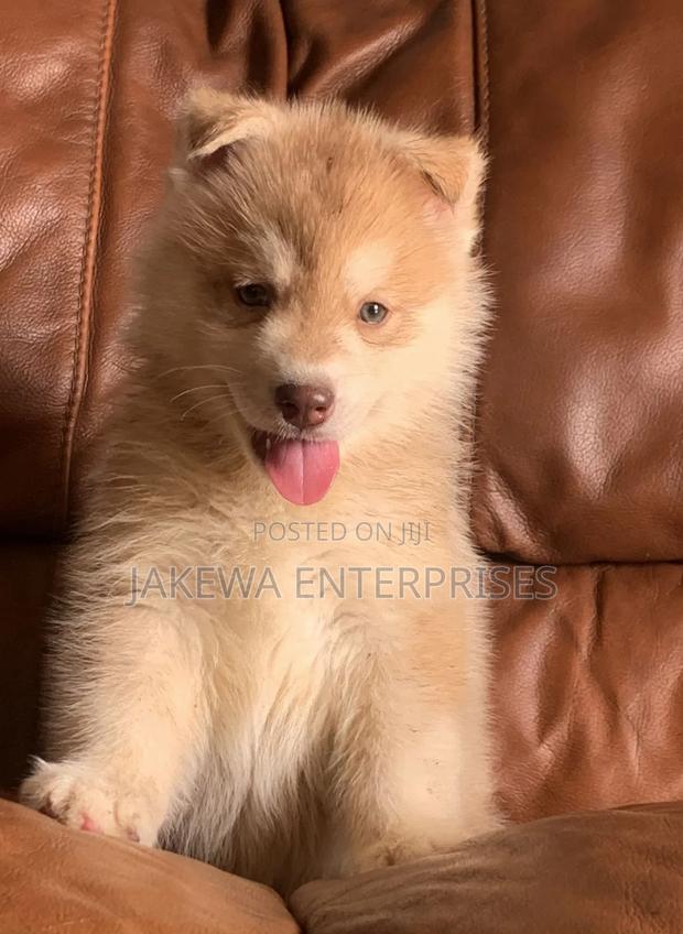 1-3 months Male Purebred Siberian Husky