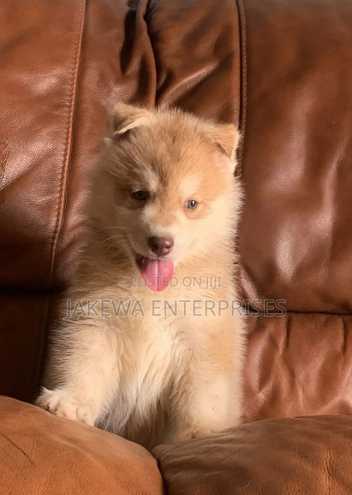 1-3 months Male Purebred Siberian Husky