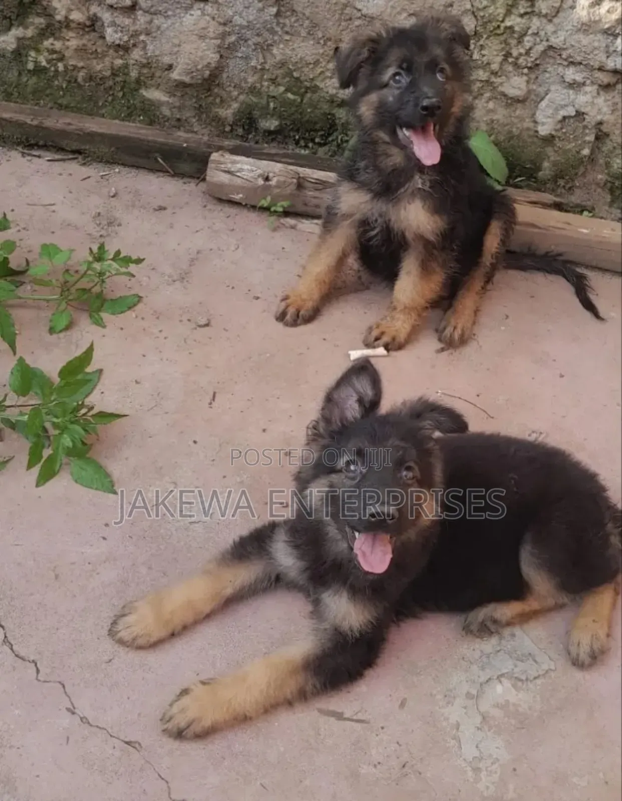 1-3 months Male Purebred German Shepherd