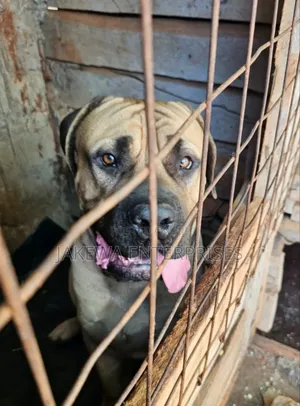 6-12 months Male Purebred Boerboel