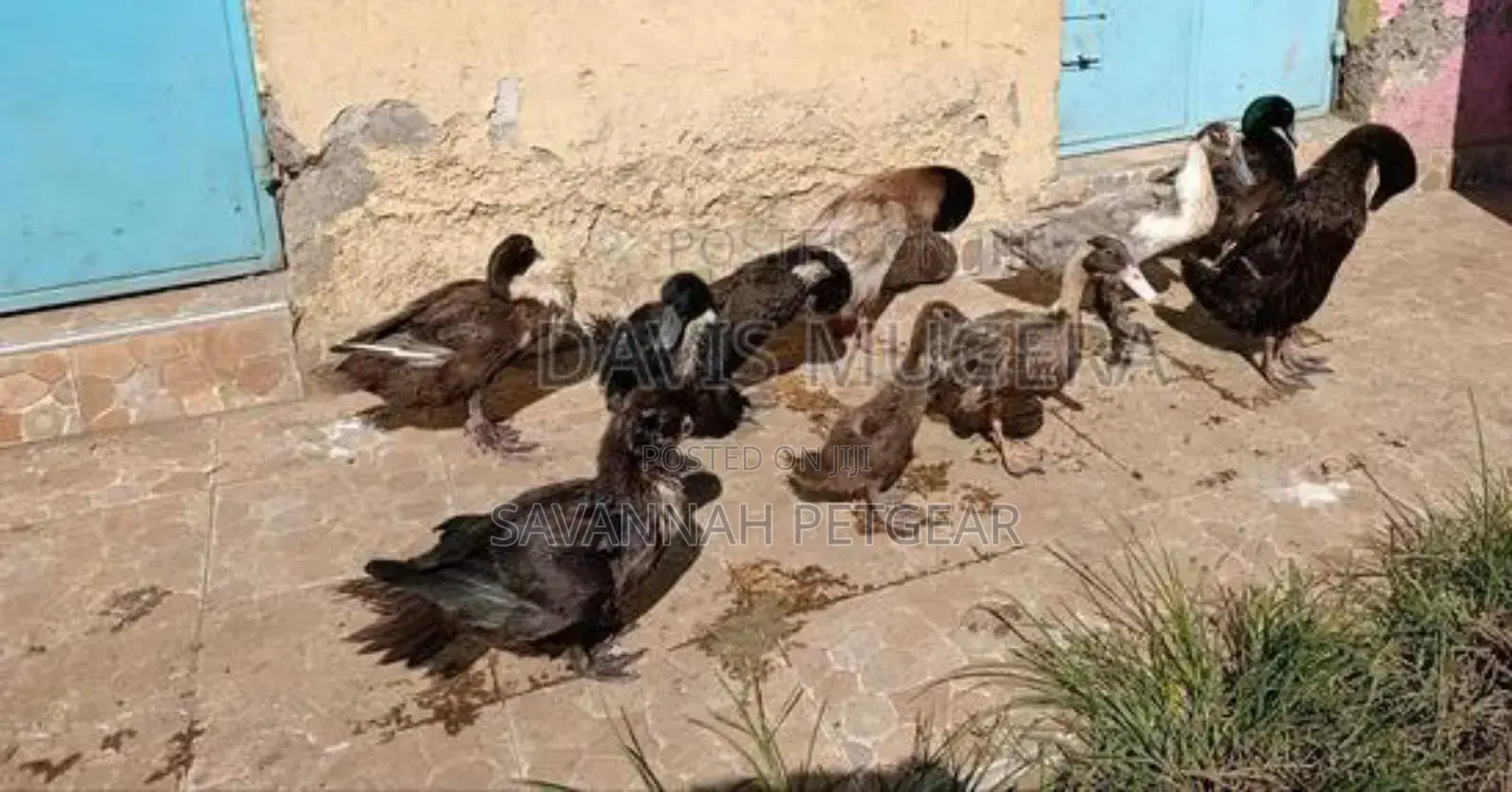 Blue Swedish Black Swedish Mature Ducks - Males Females