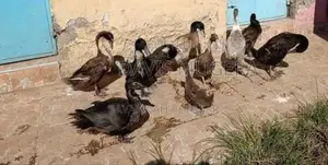 Blue Swedish Black Swedish Mature Ducks - Males Females