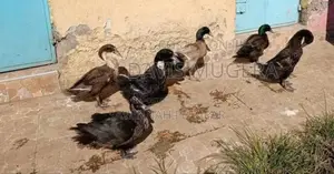 Blue Swedish Black Swedish Mature Ducks - Males Females