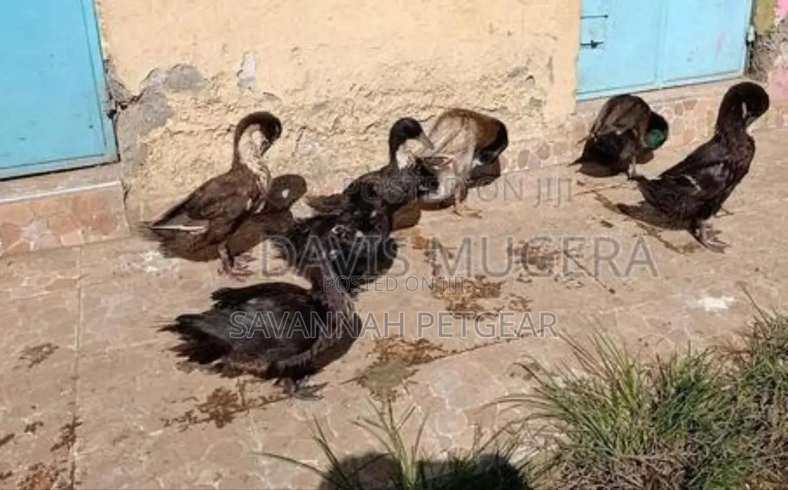 Blue Swedish Black Swedish Mature Ducks - Males Females