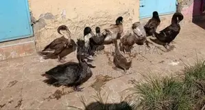 Blue Swedish Black Swedish Mature Ducks - Males Females