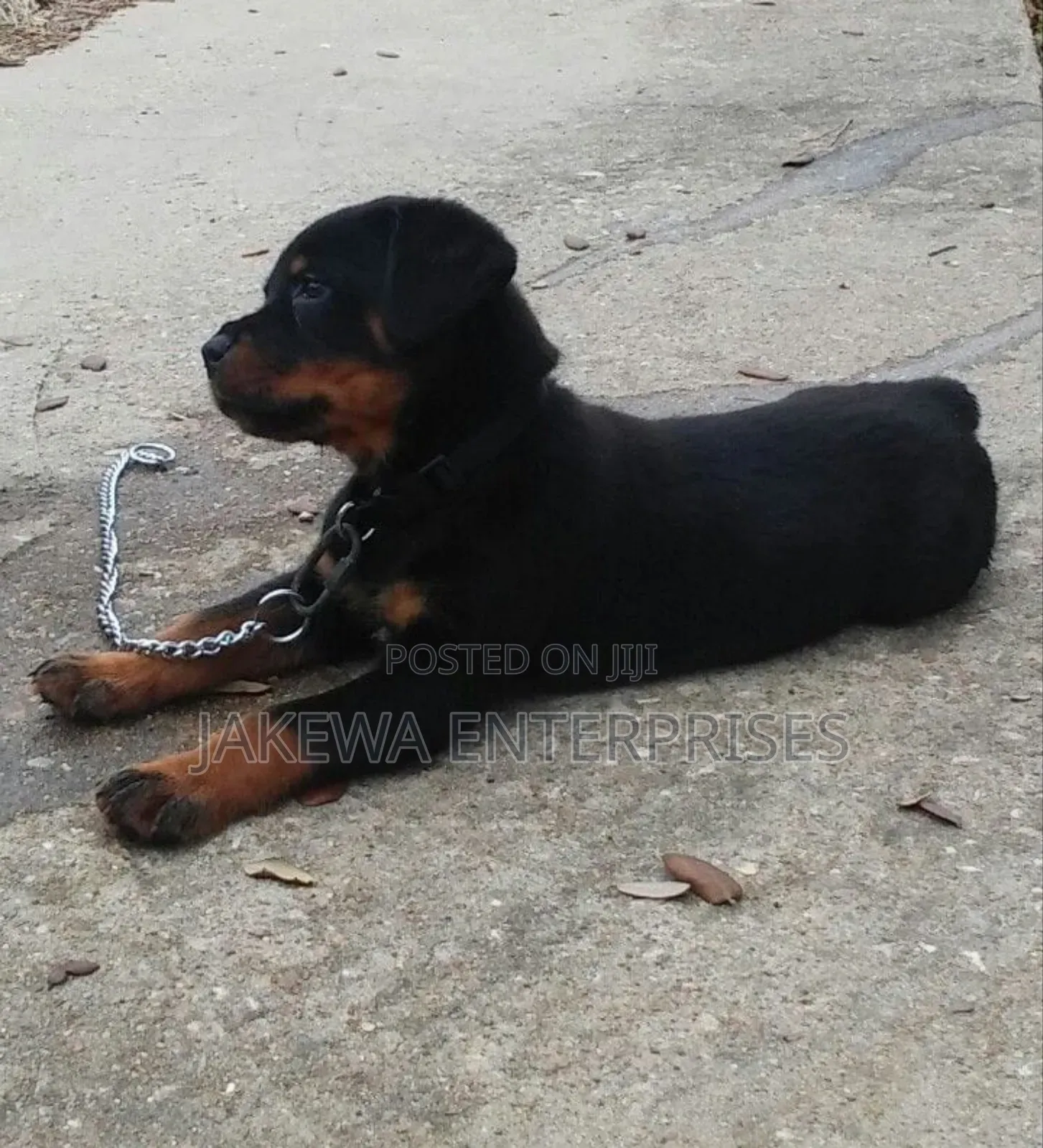 1-3 months Male Purebred Rottweiler