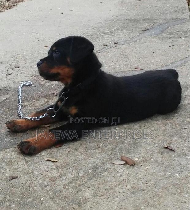 1-3 months Male Purebred Rottweiler