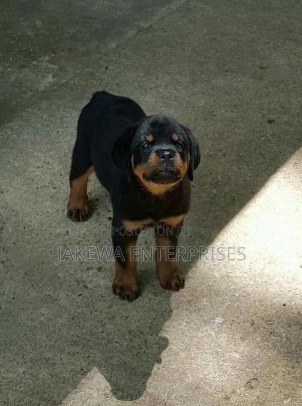 1-3 months Female Purebred Rottweiler