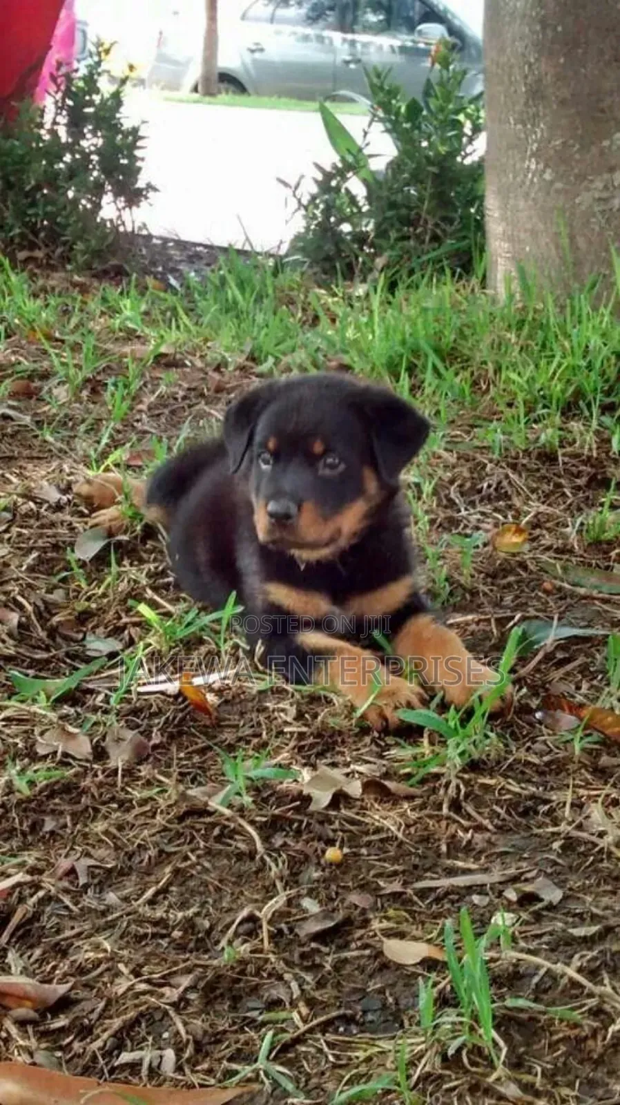 1-3 months Female Purebred Rottweiler