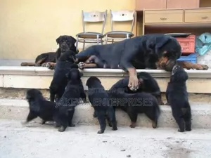 1-3 months Male Purebred Rottweiler