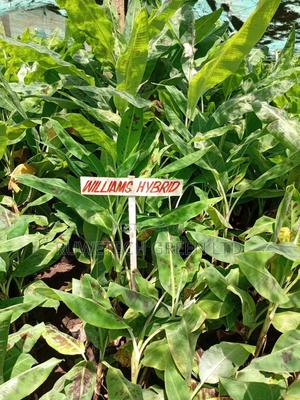 Williams Hybrid Bananas Seedlings - main view