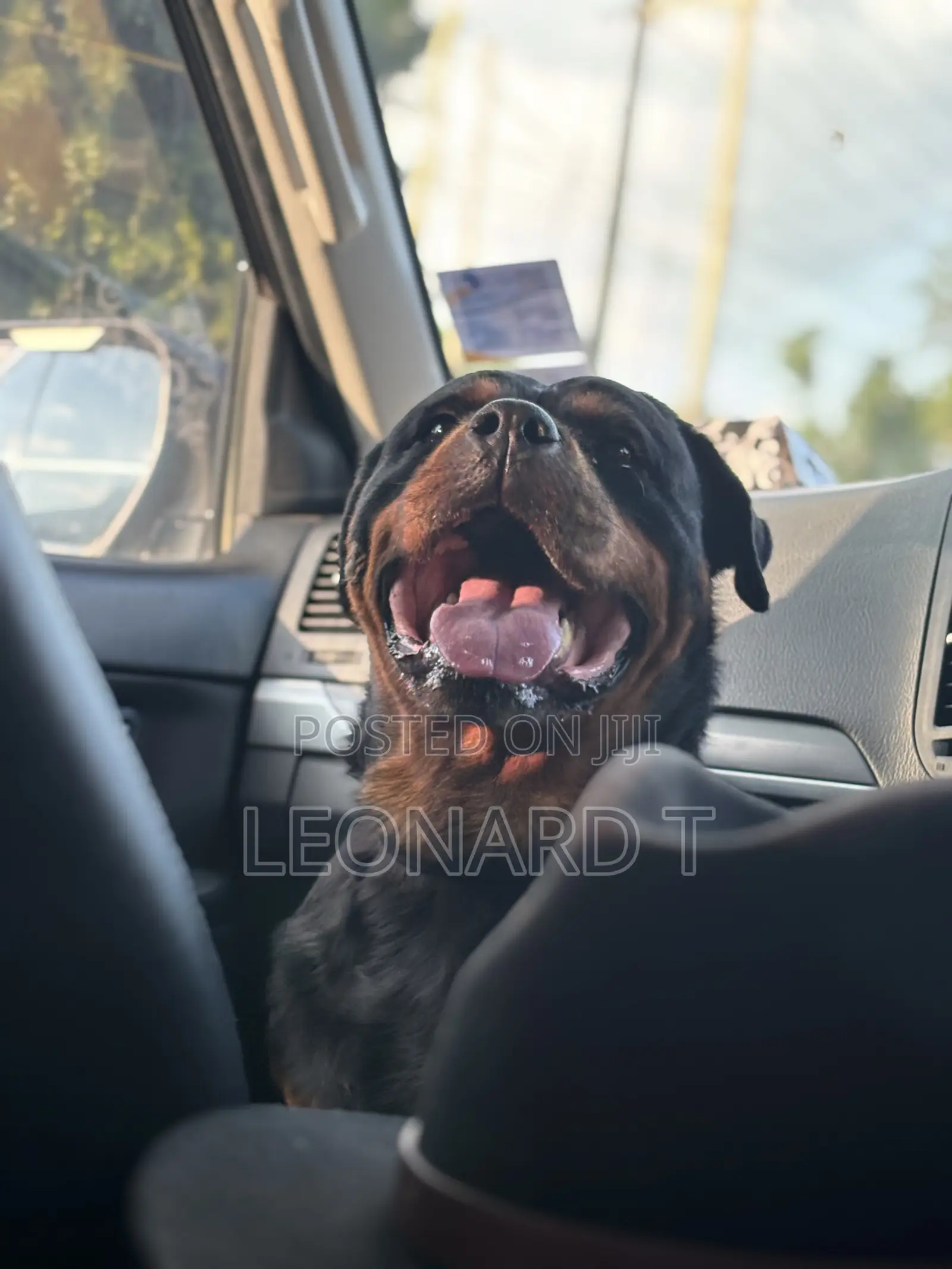 1+ year Female Purebred Rottweiler