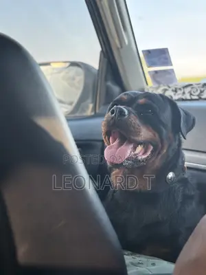 1+ year Female Purebred Rottweiler