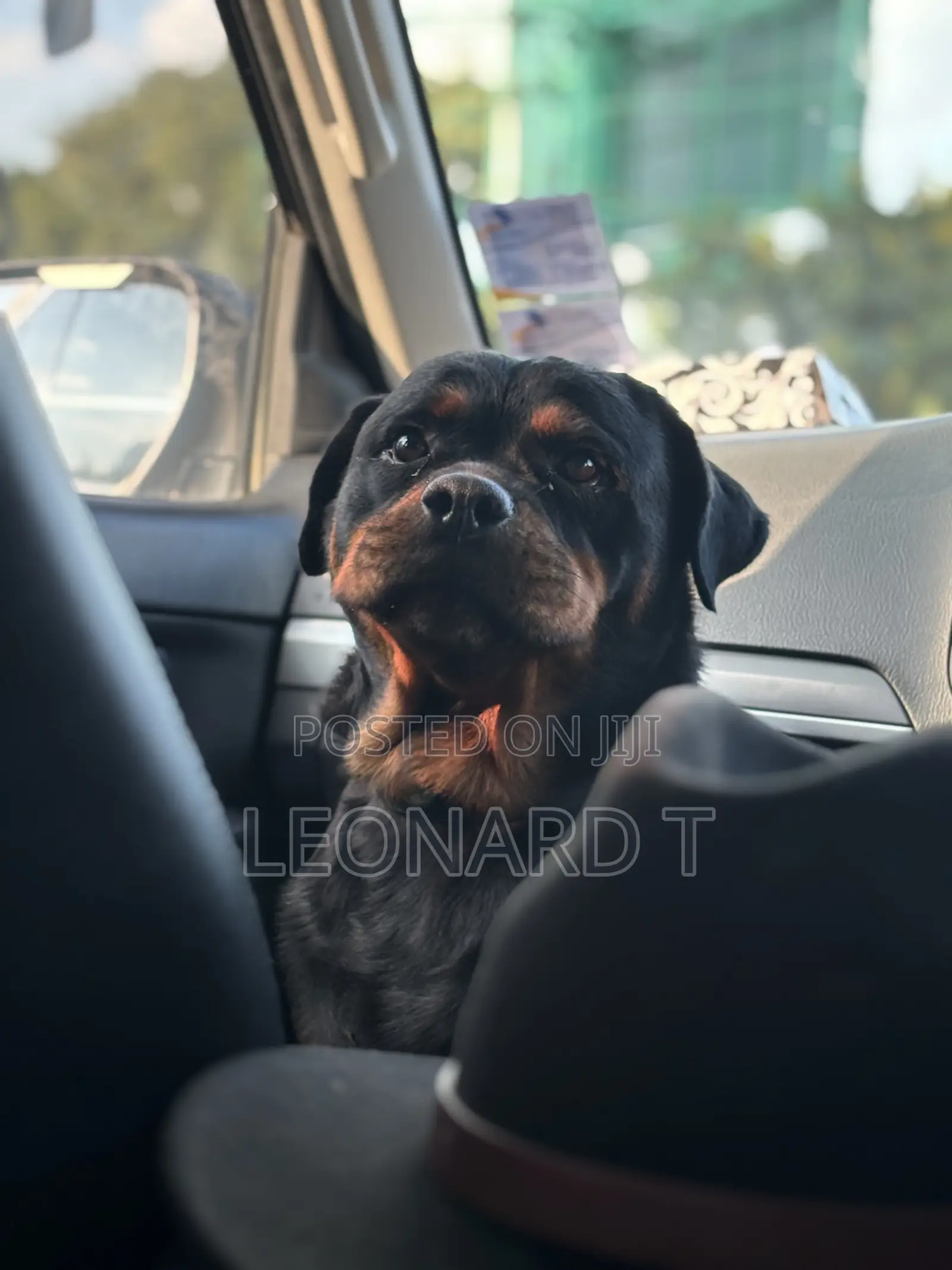 1+ year Female Purebred Rottweiler