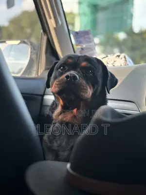 1+ year Female Purebred Rottweiler