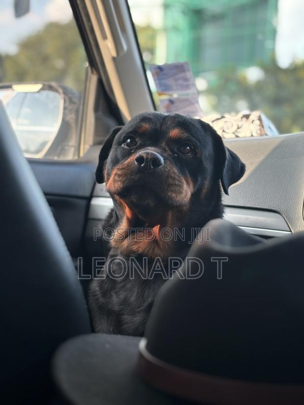 1+ year Female Purebred Rottweiler - thumbnail 3